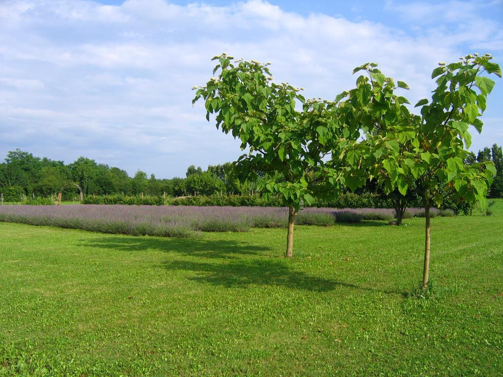 Agriturismo Domus Magna Povoletto Εξωτερικό φωτογραφία